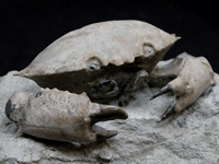 Lapworth museum exhibit